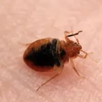 bed bug control belleville