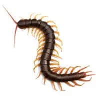 centipede control belleville