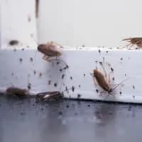 cockroach control belleville