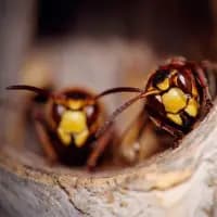 wasp control belleville